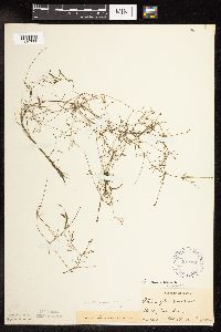Potamogeton pusillus image