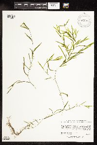 Potamogeton pusillus image