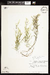 Potamogeton pusillus image