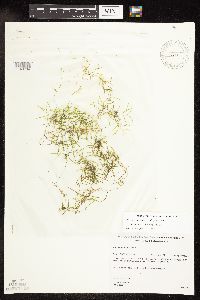Potamogeton pusillus image