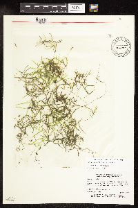 Potamogeton pusillus image