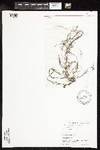 Potamogeton pusillus image