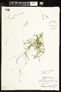 Potamogeton pusillus image