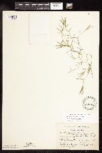 Potamogeton pusillus image