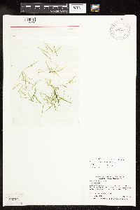 Potamogeton pusillus image