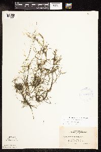 Potamogeton pusillus image