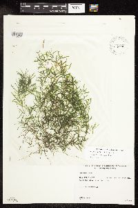 Potamogeton pusillus image