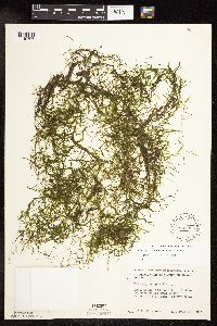 Potamogeton pusillus image