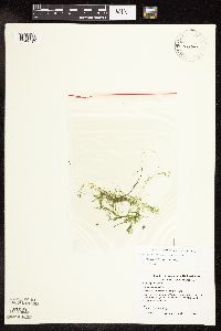 Potamogeton pusillus image