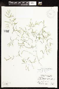 Potamogeton pusillus image