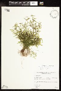 Potamogeton pusillus image