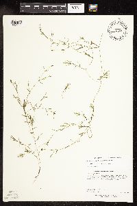 Potamogeton pusillus image