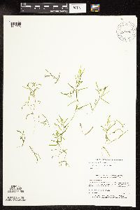 Potamogeton pusillus image