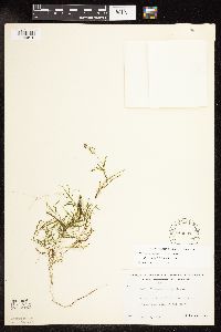 Potamogeton pusillus image