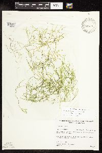 Potamogeton pusillus image