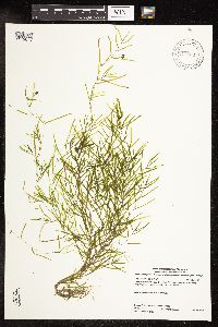 Potamogeton pusillus image