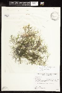 Potamogeton pusillus image
