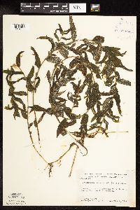 Potamogeton richardsonii image