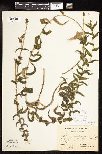 Potamogeton richardsonii image