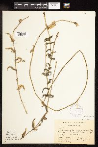 Potamogeton richardsonii image