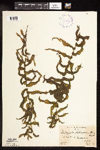 Potamogeton richardsonii image