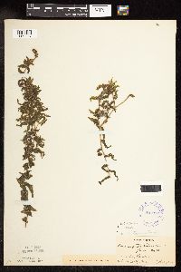 Potamogeton richardsonii image