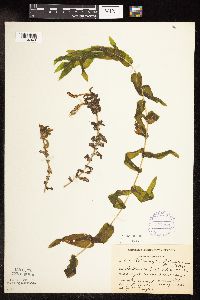 Potamogeton richardsonii image