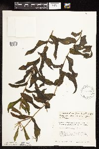 Potamogeton richardsonii image