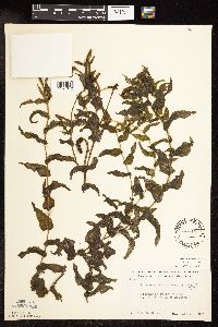 Potamogeton richardsonii image