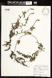 Potamogeton richardsonii image