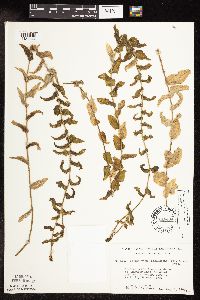 Potamogeton richardsonii image