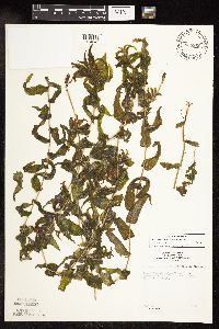Potamogeton richardsonii image