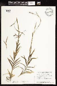 Potamogeton robbinsii image