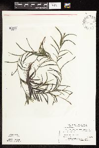 Potamogeton robbinsii image