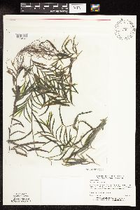 Potamogeton robbinsii image
