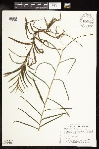 Potamogeton robbinsii image