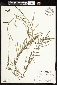 Potamogeton robbinsii image