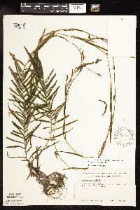 Potamogeton robbinsii image