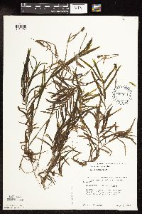 Potamogeton robbinsii image