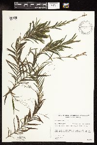 Potamogeton robbinsii image