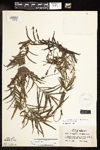 Potamogeton robbinsii image