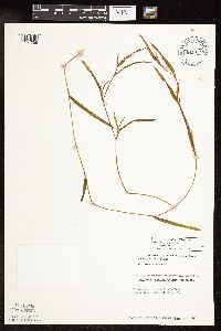 Potamogeton robbinsii image