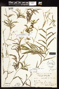 Potamogeton robbinsii image