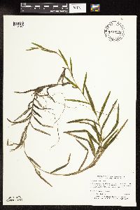 Potamogeton robbinsii image