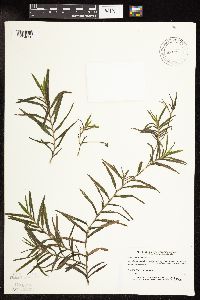 Potamogeton robbinsii image