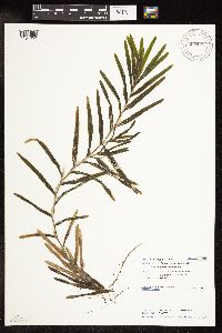 Potamogeton robbinsii image
