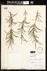 Potamogeton robbinsii image