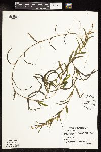 Potamogeton robbinsii image