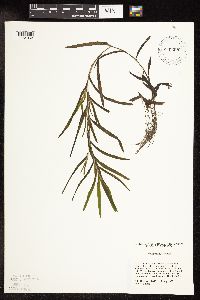 Potamogeton robbinsii image