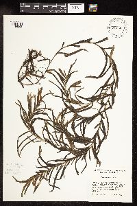 Potamogeton robbinsii image